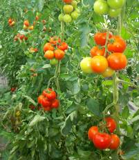 Tomaten